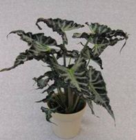 4" Alocasia Assortment